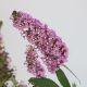 HOA KẸO HỒNG - PINK BUDDLEJA