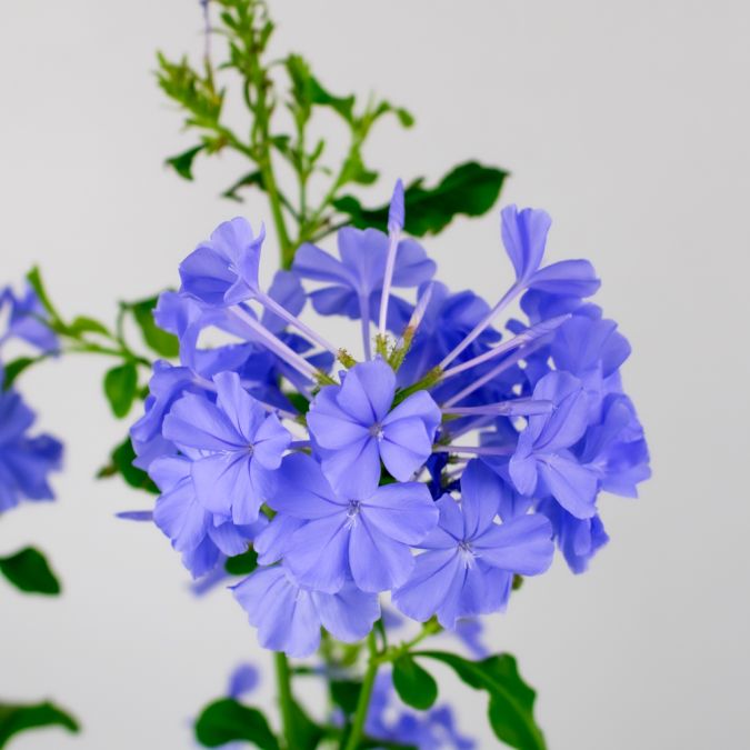 HOA THANH XÀ – BLUE PLUMBAGO