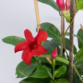 CHÂU ANH - RED ALLAMANDA