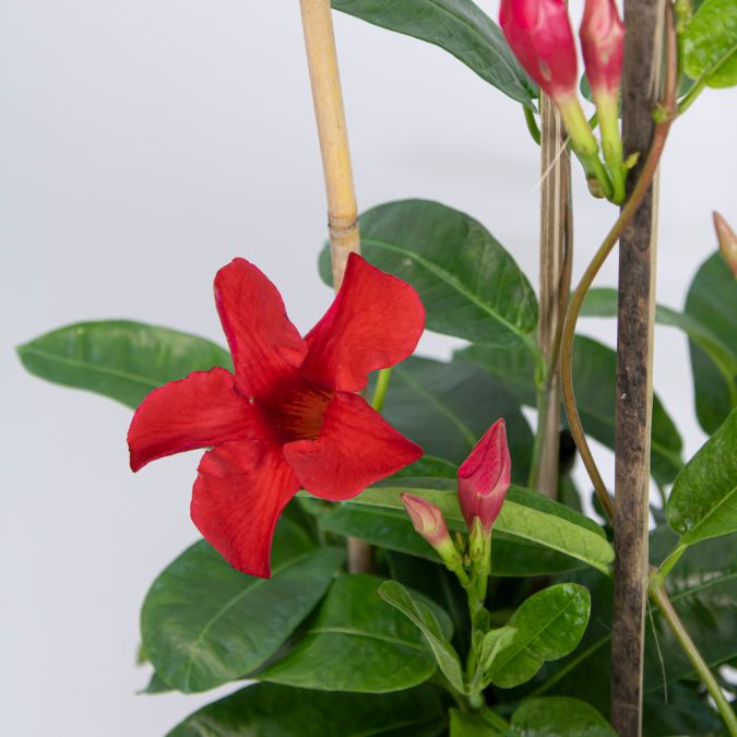 CHÂU ANH - RED ALLAMANDA