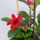 CHÂU ANH - RED ALLAMANDA