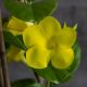 HUỲNH ANH - YELLOW ALLAMANDA