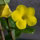 HUỲNH ANH - YELLOW ALLAMANDA