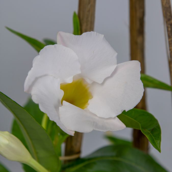 TUYẾT ANH - WHITE ALLAMANDA