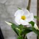 TUYẾT ANH - WHITE ALLAMANDA