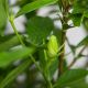 BẠCH THIÊN HƯƠNG (KHỔNG LỒ) - GARDENIA JASMINODES ELLIS