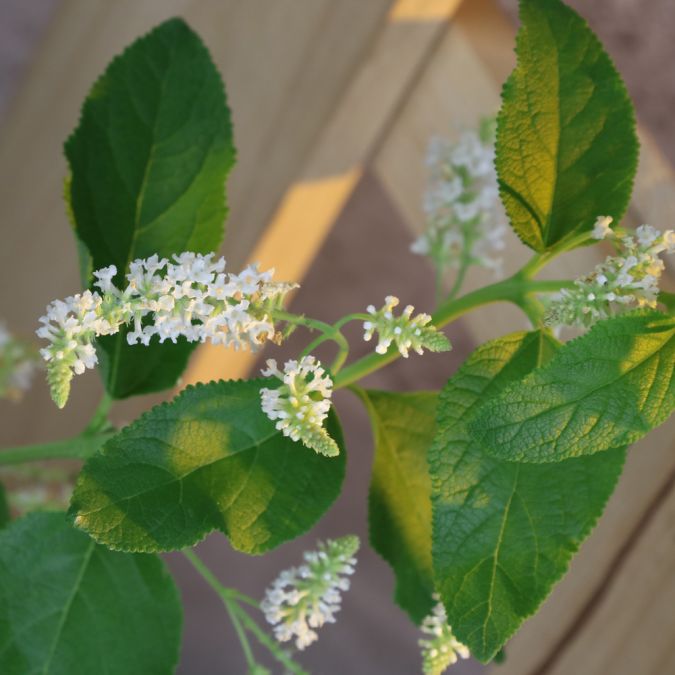 BẠCH TRẦM HƯƠNG - SWEET ALMOND BUSH