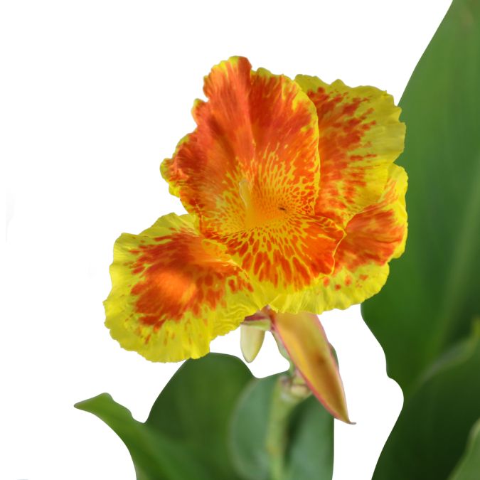 CHUỐI HOA LOA KÈN – CANNA LILY CLEOPATRA