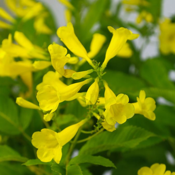 HOÀNG YẾN – YELLOW TRUMPET