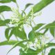 DẠ HƯƠNG MỘC - CESTRUM NOCTURNUM