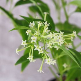 DẠ HƯƠNG MỘC - CESTRUM NOCTURNUM