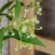 DẠ HƯƠNG MỘC - CESTRUM NOCTURNUM