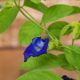 HOA ĐẬU BIẾC – BUTTERFLY PEA 