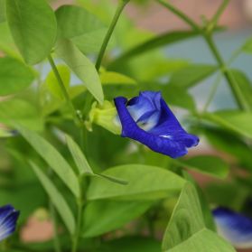 HOA ĐẬU BIẾC – BUTTERFLY PEA 