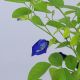 HOA ĐẬU BIẾC – BUTTERFLY PEA 