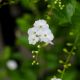 HOA CÔ GÁI GEISHA TRẮNG - GEISHA GIRL PLANT