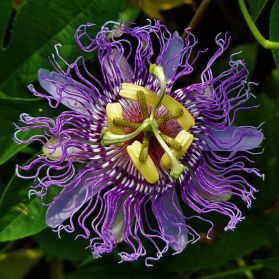 HOA LẠC TIÊN (TÍM) - PURPLE KAMAL