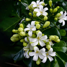 LÀI CAM – ORANGE JASMINE