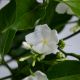 LÀI CHONG CHÓNG - PINWHEEL JASMINE