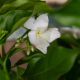 LÀI CHONG CHÓNG - PINWHEEL JASMINE