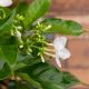 LÀI CHONG CHÓNG - PINWHEEL JASMINE