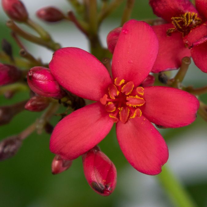 MAI THƯỢNG UYỂN - JATROPHA INTEGERRIMA