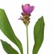 NGHỆ TÂY - CURCUMA SESSILIS