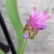 NGHỆ TÂY - CURCUMA SESSILIS