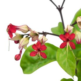 NGỌC NỮ - BLEEDING HEART VINE