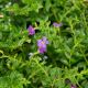 THẠCH NAM MEXICO (DÁNG KIM TỰ THÁP) – MEXICO HEATHER PLANT 