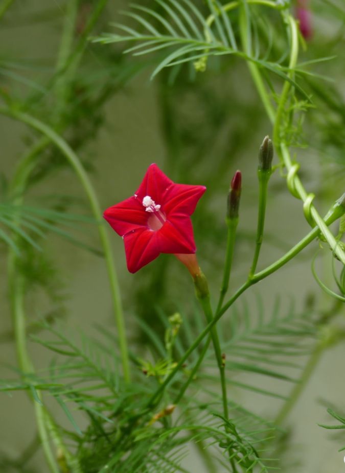 HOA TÓC TIÊN (ĐỎ) - RED CYPRESS VINE