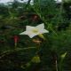 HOA TÓC TIÊN (TRẮNG) - WHITE CYPRESS VINE