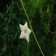 HOA TÓC TIÊN (TRẮNG) - WHITE CYPRESS VINE