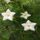 HOA TÓC TIÊN (TRẮNG) - WHITE CYPRESS VINE