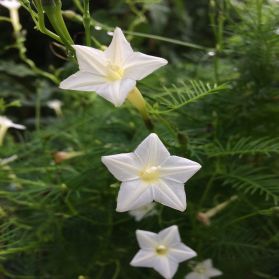 HOA TÓC TIÊN (TRẮNG) - WHITE CYPRESS VINE