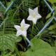 HOA TÓC TIÊN (TRẮNG) - WHITE CYPRESS VINE