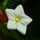 HOA TÓC TIÊN (TRẮNG) - WHITE CYPRESS VINE