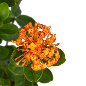 HOA TRANG PHỤNG HOÀNG LỬA - FIRE PHOENIX IXORA (DÁNG BỤI)