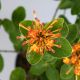 HOA TRANG PHỤNG HOÀNG LỬA - FIRE PHOENIX IXORA (DÁNG BỤI)