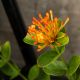 HOA TRANG PHỤNG HOÀNG LỬA - FIRE PHOENIX IXORA (DÁNG THOÁT THÂN)