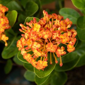 HOA TRANG PHỤNG HOÀNG LỬA - FIRE PHOENIX IXORA (DÁNG THOÁT THÂN)