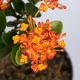 HOA TRANG PHỤNG HOÀNG LỬA - FIRE PHOENIX IXORA (DÁNG THOÁT THÂN)