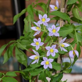 TỬ TINH TÚ – SOLANUM CRISPUM 