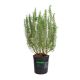 HƯƠNG THẢO ĐỨNG - STAND ROSEMARY (BIG SIZE)