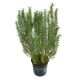 HƯƠNG THẢO ĐỨNG - STAND ROSEMARY (BIG SIZE)