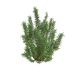 HƯƠNG THẢO ĐỨNG - STAND ROSEMARY (BIG SIZE)