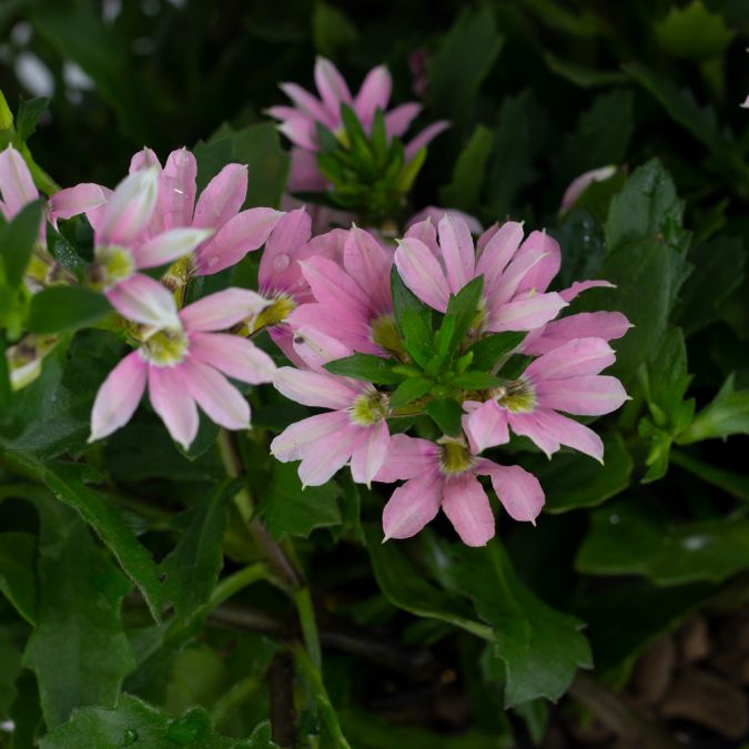 KHỔNG TƯỚC (HỒNG) - SCAEVOLA FAN FLOWER