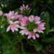 KHỔNG TƯỚC (HỒNG) - SCAEVOLA FAN FLOWER