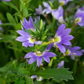 KHỔNG TƯỚC (TÍM) - SCAEVOLA FAN FLOWER