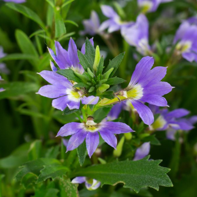 KHỔNG TƯỚC (TÍM) - SCAEVOLA FAN FLOWER